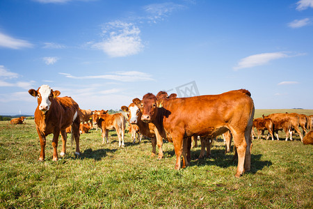 奶牛在吃草摄影照片_奶牛在美丽的绿色牧场上吃草