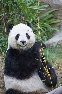 熊猫摄影照片_大的熊猫吃竹子