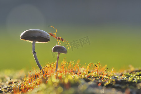 蘑菇摄影照片_织叶蚁要从蘑菇跳