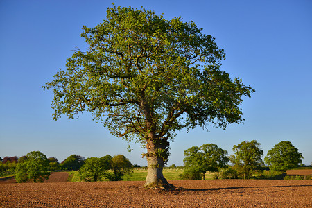 免免单摄影照片_农村的耕农田与橡木的孤树视图 