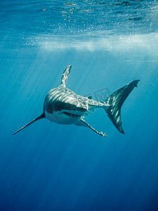 大白鲨鱼摄影照片_大白鲨做事和牙齿在蓝色的海洋