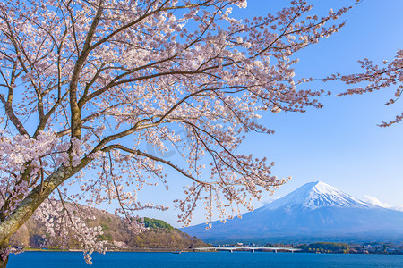 樱花的樱花开花和富士山