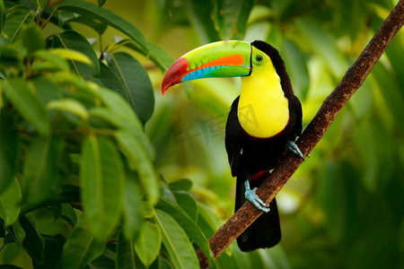 羽毛红色摄影照片_龙骨-巨嘴鸟，国鸟彩虹、 大比尔的鸟。巨嘴鸟坐在森林中，博卡 Tapada，绿色植被，哥斯达黎加的树枝上。在中美洲旅行的性质.