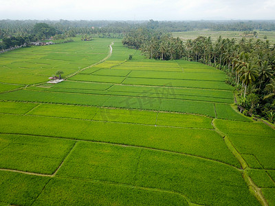 稻田, 棕榈树, 走到远方的路。一个孤零零的小房子站在田野里。巴厘岛岛。从空中拍摄的。具有复制空间的顶部视图