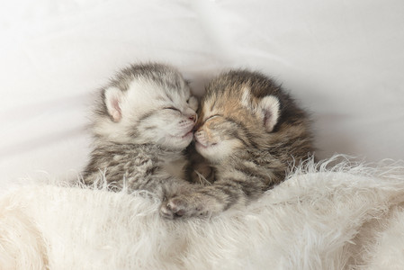 可爱的虎斑小猫睡觉和拥抱
