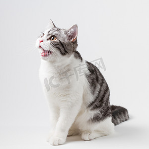可爱苏格兰直猫咪双色、 斑点，坐在白色背景上.