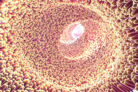显微摄影照片_3d. 小肠绒毛显微特写的图示