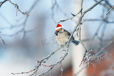 圣诞雪摄影照片_滑稽蓬松的麻雀在一个喜庆的红色帽子坐在树枝上覆盖着白色蓬松霜在圣诞公园