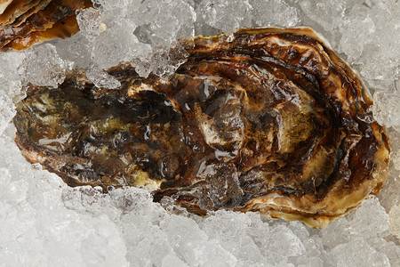 冰鲜海鲜牡蛎