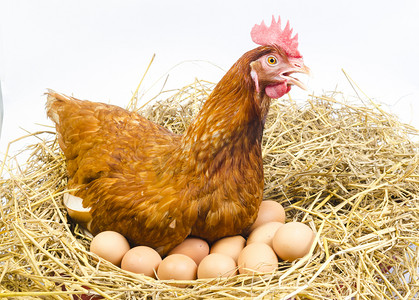 全身体的棕色鸡母鸡与鸡蛋隔绝白色背景