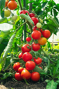 在温室里种植成熟的西红柿.在有机蔬菜园的树枝上，有一束新鲜的红色天然西红柿。为您的广告文本消息提供混乱的背景和复制空间.