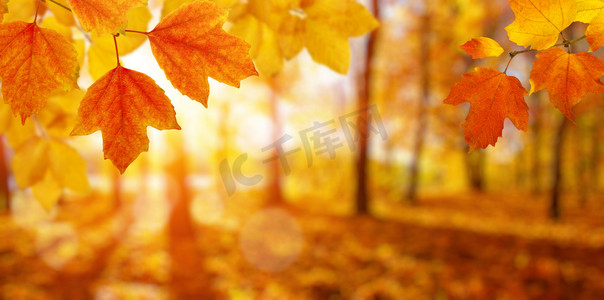秋季卡通字摄影照片_ 秋天的叶子落在太阳上,模糊了树木.秋季背景.