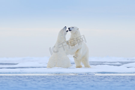 北极熊在冰上跳舞。挪威斯瓦尔巴, 两个北极熊在与雪漂流的冰上充满了爱, 在自然栖息地有白色的动物。在雪地里玩耍的动物, 北极的野生动物。来自大自然的有趣形象.