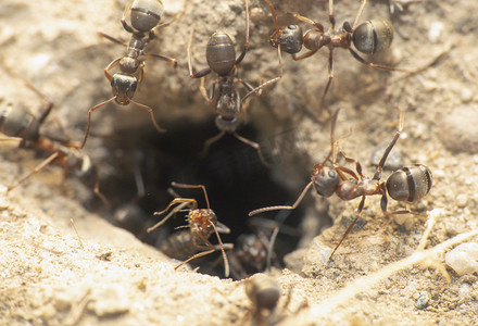 蚂蚁摄影照片_蚁穴中的蚂蚁