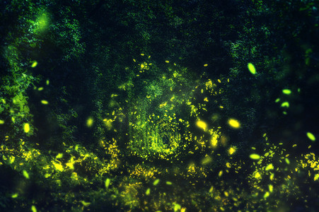 萤火虫之墓摄影照片_野森林里的萤火虫。著名的浪漫的地方叫图恩