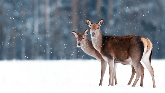 一群美丽的雌性优雅的鹿在一个多雪的冬天森林的背景。高贵的鹿。艺术圣诞冬季形象。冬季仙境.