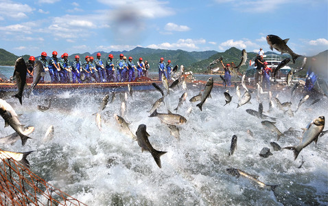 2010年9月21日，中国东部浙江省杭州市春安县千岛湖千岛湖上，中国工人画了一个巨大的渔网，鱼跃立。