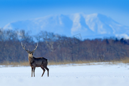 Hokkaido sika deer, Cervus nippon yesoensis, on the snowy meadow, winter mountains and forest in the background, animal with antlers in the nature habitat, winter scene from Hokkaido, Japan.