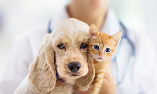 与狗和猫一起吃。小狗和小猫在医生.