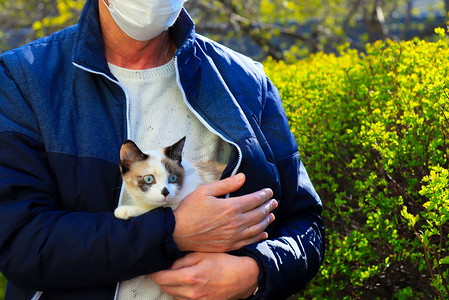 在验尸官COVID-19检疫期间，戴着医疗面具的男人带着一只可爱的小猫在街上行走。有一双蓝眼睛的美丽的猫，英国山猫，坐在雄猫的手上