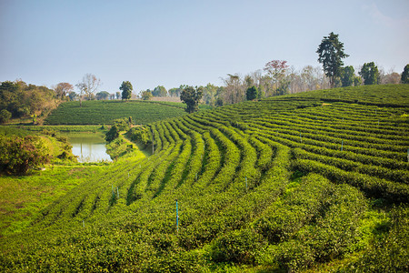 绿意盎然摄影照片_泰国北部的茶园，清莱。绿意盎然，有机农场. 