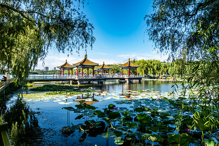 中国长春南湖公园的湖中盛开的莲花