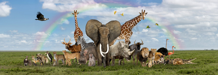 safari摄影照片_Large group of African fauna, safari wildlife animals together, in a row, isolated