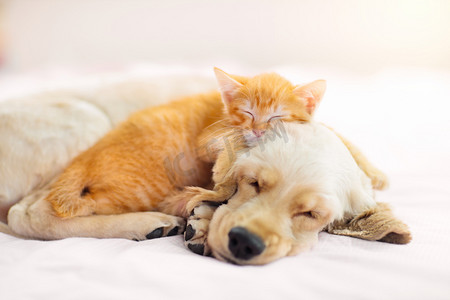 猪卡通动物形象摄影照片_猫和狗睡在一起。小猫和小狗在打盹。家养宠物动物护理。爱与友谊。家畜.