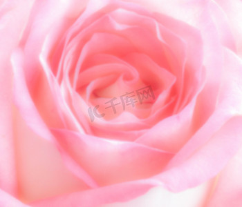 blur photo of pink rose