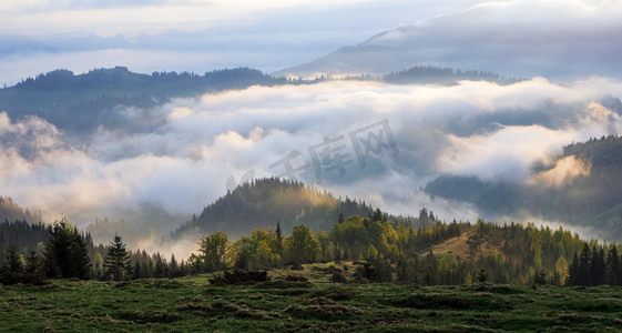 浓雾与惊人的光。 高山秀丽的风景. 华丽的春天早晨。 地点：Carpathian National Park, Ukraine, Europe.