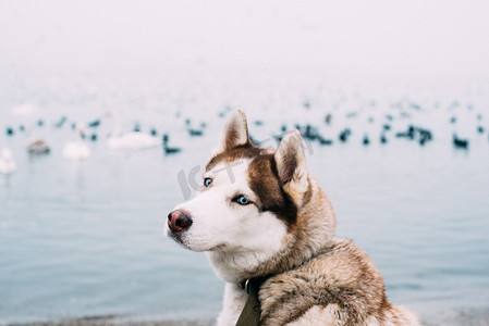 哈士奇狗坐在海边，背景上的鸟。图像过滤与粮食