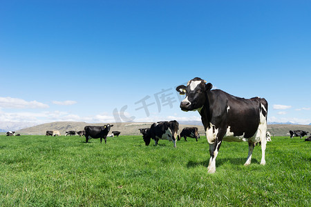 牛牧场摄影照片_与动物在新西兰牧场