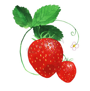 绿色食物插图摄影照片_水彩的草莓插图