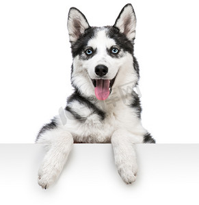 portret psa Husky powyżej biały