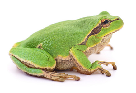 青蛙小青蛙摄影照片_绿色的小青蛙 isollated.