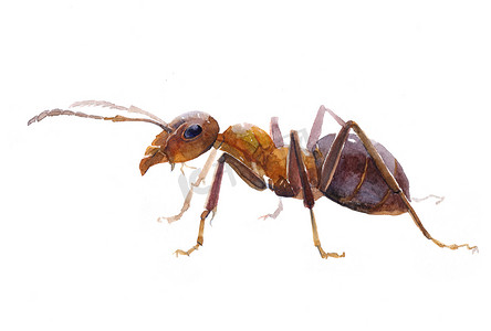 水彩单个蚂蚁昆虫动物