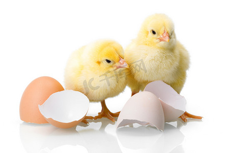 警示反光条摄影照片_黄新生鸡的蛋壳