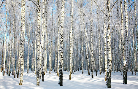 在阳光下覆盖雪枝的桦树林