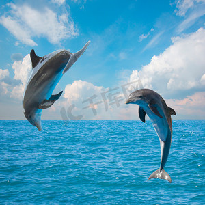 两个跳跃的海豚