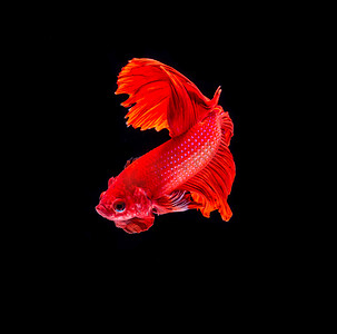 红色暹罗斗鱼 