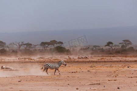 斑马在沙漠领域中运行