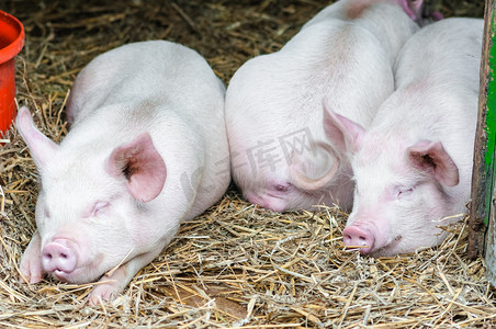 三只小猪的猪睡在农场失速的稻草上休息 