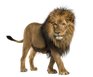 10元10gb摄影照片_侧视图的走着，一只狮子猫科狮子座，10 岁，隔离