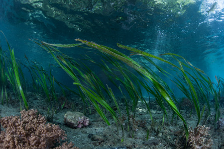 巨型海藻生长在海峡群岛附近