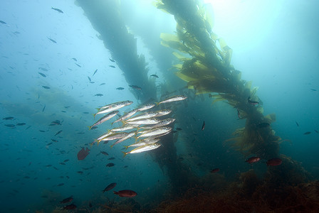 冲浪海上摄影照片_海上生活鱼水下在加州海带森林