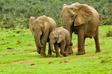 国家环境摄影照片_大象的家族走