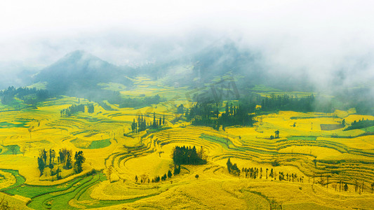 中国黄色摄影照片_油菜田中，晨雾在罗平油菜花田,