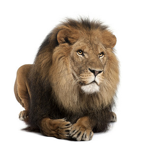 狮子、 中药利奥，8 岁，躺在白色的背景