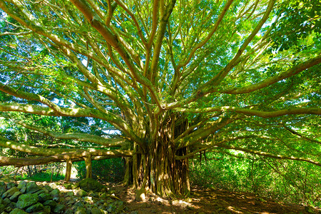 龙光甜蜜告白摄影照片_生命之树，神奇的巴尼亚树