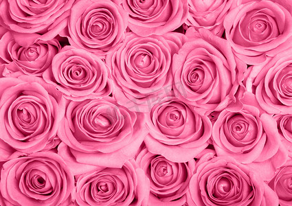 玫瑰粉摄影照片_粉红玫瑰